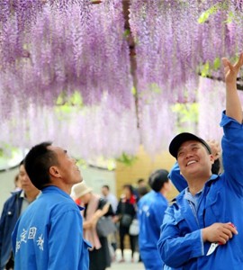 嘉定将新建紫藤文化园！设计方案公布！