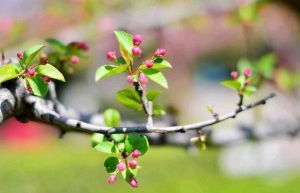 含苞欲放-海棠花