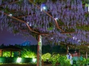 紫藤公园绝美夜景图