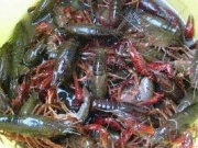 【福利】华叶小龙虾