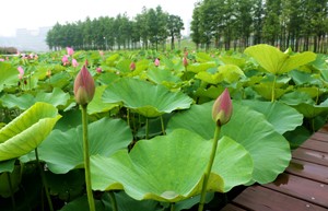 映日荷花别样红——嘉定新城远香湖荷花美爆