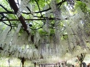 紫藤公园全面进入盛花期