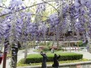 第一株紫藤已盛开